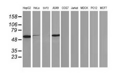 p53 Antibody