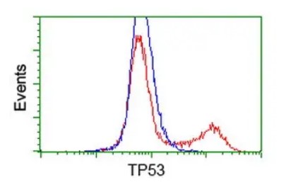 p53 Antibody