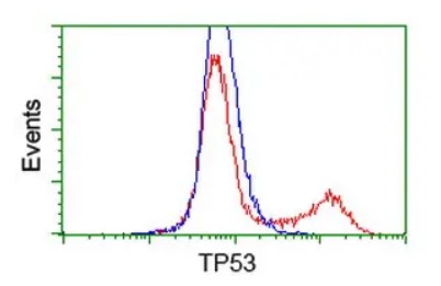 p53 (TP53) antibody