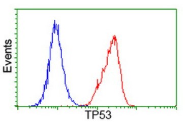 p53 Antibody