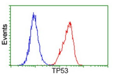 p53 (TP53) antibody