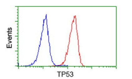 p53 Antibody
