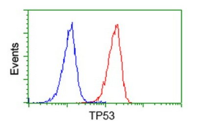 p53 (TP53) antibody