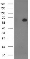 LNK Antibody