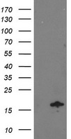 NDUFA7 Antibody