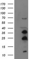 SSX1 Antibody