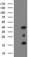 PDLIM2 Antibody