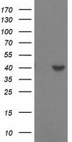 SULT1C2 Antibody