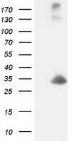 DCK Antibody