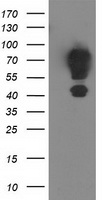 RNF156 Antibody