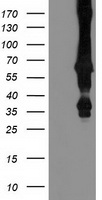 RNF156 Antibody