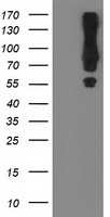 RNF156 Antibody