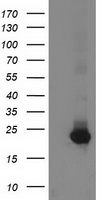 Guanylate kinase Antibody