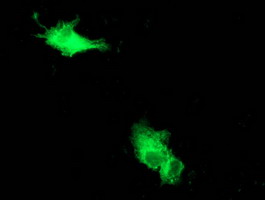 Beclin 1 Antibody