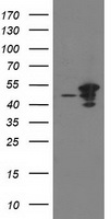 ARFGAP1 Antibody