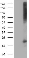Destrin Antibody