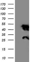 NNMT Antibody