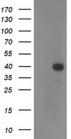 RTN4IP1 Antibody