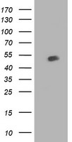 Beclin 1 Antibody