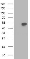 BECN1 Antibody