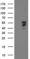Beclin 1 Antibody