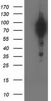 BCAR1 Antibody