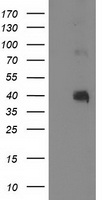 PON1 Antibody