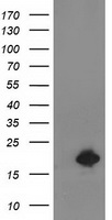 Destrin Antibody