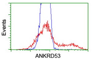 ANKRD53 Antibody