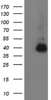 ANKRD53 Antibody