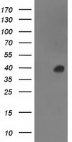 ANKRD53 Antibody