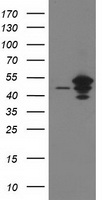 ARFGAP1 Antibody
