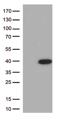 LACTB2 Antibody