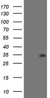 LACTB2 Antibody