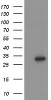 HOXC11 Antibody