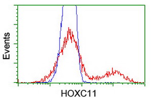 HOXC11 Antibody
