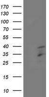 HOXC11 Antibody