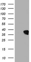 UBXN2B Antibody