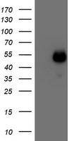 MEF2C Antibody