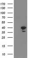 RTN4IP1 Antibody