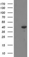 RTN4IP1 Antibody