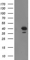 RTN4IP1 Antibody