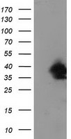 UBXN2B Antibody