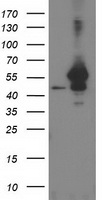ARFGAP1 Antibody