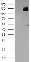 MEF2C Antibody