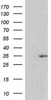 NORE1 Antibody