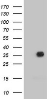 UBXN2B Antibody