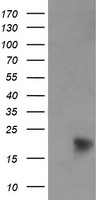 NDUFB9 Antibody