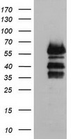 VASP Antibody