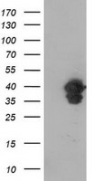 VASP Antibody